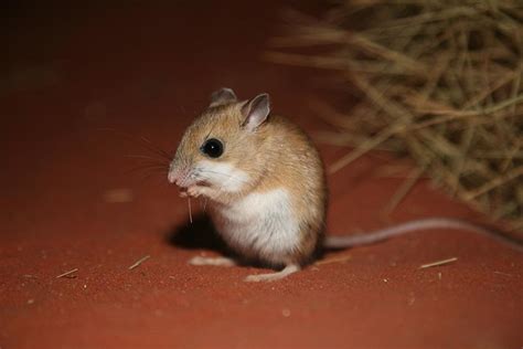 Spinifex Hopping Mouse (Notomys alexis), sand dune rodent,… | Flickr