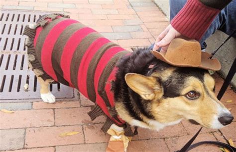 Corgi Costumes For Halloween! - Uncustomary