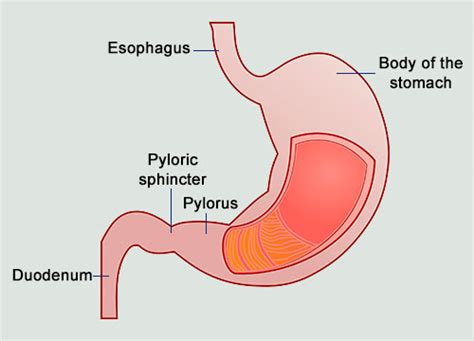 Pyloric Valve – An Important Sphincter That Affects Acid Reflux?