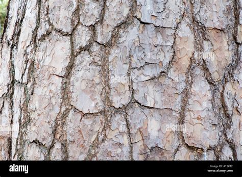 Pinus sylvestris - scots pine bark Stock Photo, Royalty Free Image: 5784769 - Alamy