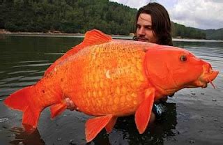 THE FISHING NEWS: RECORD ORANGE KOI CARP CAUGHT