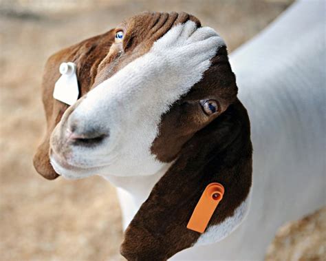 Ear Tagging Your Sheep: How To Do It Safely And Correctly, 58% OFF