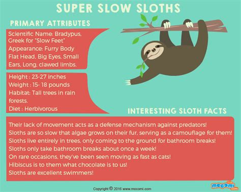 Sloth Facts and Information - Gifographic for Kids