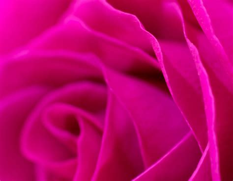 Meaning of the Color Magenta: Symbolism, Common Uses, & More