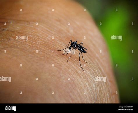 Aedes aegypti, the yellow fever mosquito biting on a man Stock Photo - Alamy