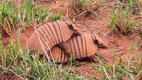 SIX-BANDED ARMADILLO breeding season (EUPHACTUS SEXCINTUS), TATUPEBA, Yellow-handed Armadillo ...