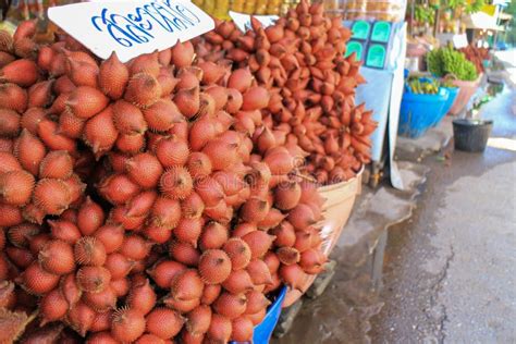 Zalacca fruit for sell stock image. Image of food, natural - 91102983