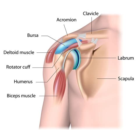 Shoulder Anatomy | Shoulder Injury | Van Nuys, Westlake Village, Los Angeles, CA