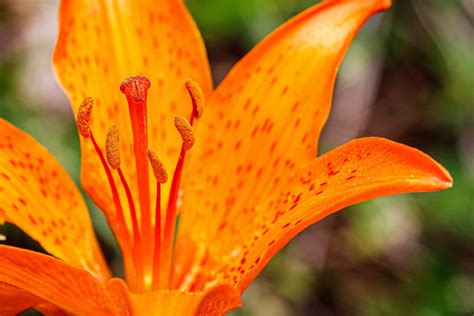 Fire Lilies (Lilium Bulbiferum) | Flower Glossary