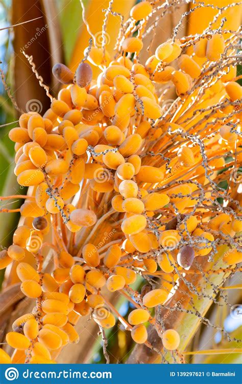 Bunch of Barhi Dates Fruits Growing on Palm Tree Close Up Stock Image ...