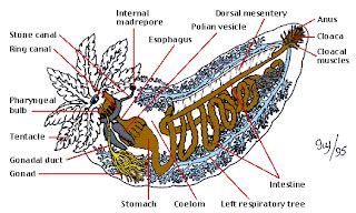 The Echinoblog: When Fish Live in your Cloaca & How Anal Teeth are Important!! The Pearlfish-Sea ...