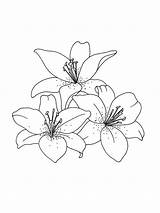 Lily Flower Coloring Pages Sketch Page sketch template