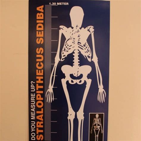 Australopithecus sediba fossils set up at Maropeng – photo essay – Maropeng and Sterkfontein Caves