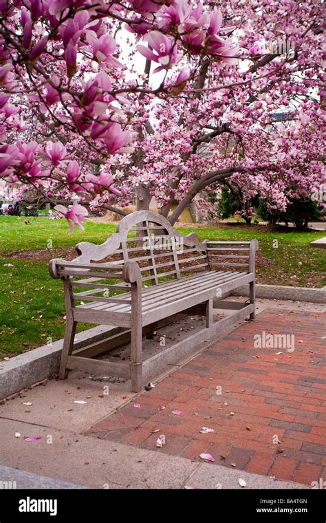 Washington DC Cherry Blossoms Stock Photo - Alamy