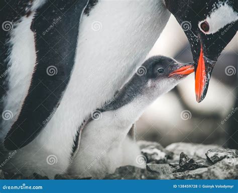 Close-up Adult and Baby Penguins. Antarctica. Stock Photo - Image of ...