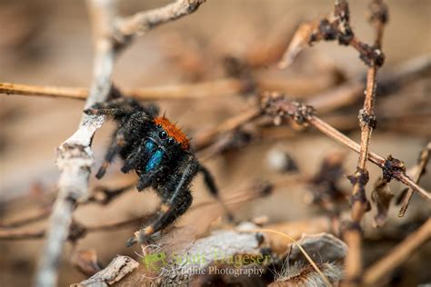 Apache Jumping Spider (Phidippus apacheanus) | Apache Jumpin… | Flickr