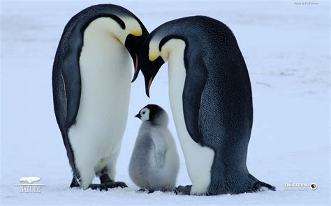 Baby Penguins Wallpapers - Wallpaper Cave