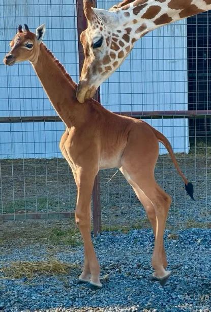 Rare spotless giraffe born in US zoo | The Business Standard