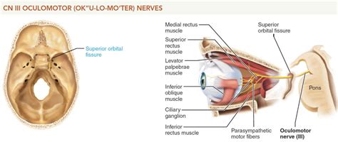 Oculomotor nerve location, function, oculomotor nerve palsy & damage