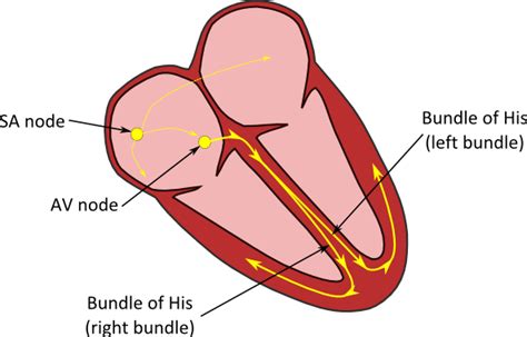 Conduction System Of The Heart Bundle Of His