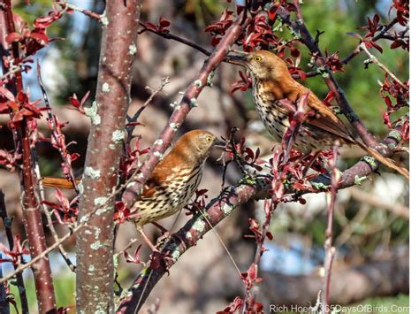 Brown Thrasher Nest Building | 365 Days of Birds