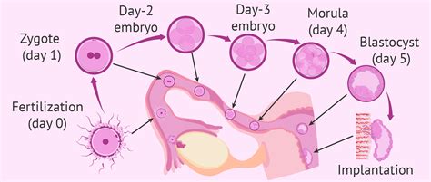 Third week of pregnancy: fertilization and embryo development