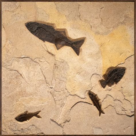 Fossil Fish Mural 0550mm (SOLD) - A square Accent-size fossil fish mural containing 4- fossil ...