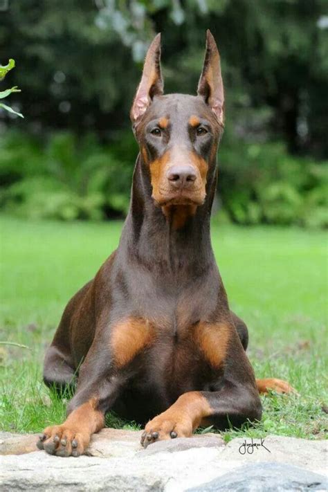 Doberman | Doberman, Doberman pinscher dog, Dogs