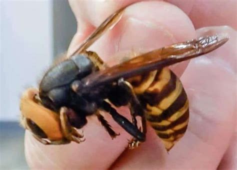 Giant 'murder-hornet' with painful sting resurfaces in Lower Mainland - Vancouver Is Awesome