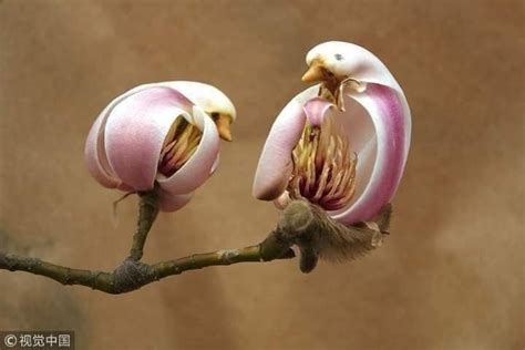 🔥 Meet the bird-shaped Yulan Magnolia flowers. Yulan Magnolia blossoms appear to look like ...