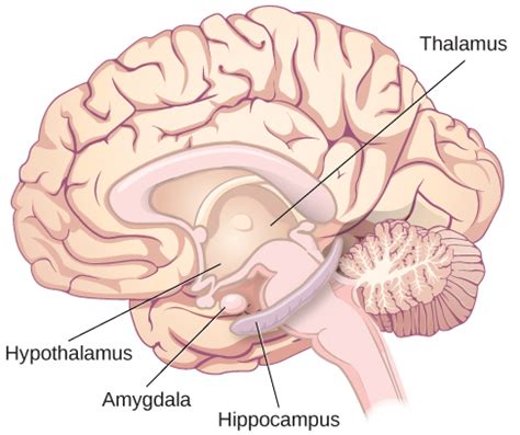 The Biology of Emotions | Introduction to Psychology