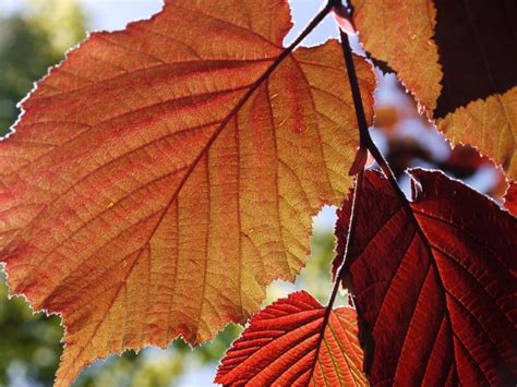 Copper beech leaves and sunlight