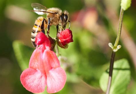 Western Honey Bee - Evelyn Jackson Wild Life Garden