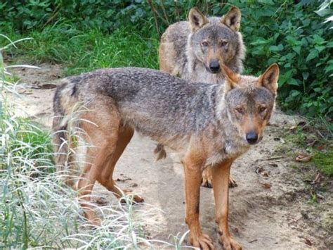 Iberian Wolf (Canis lupus signatus) information | Giraffa - helping nature