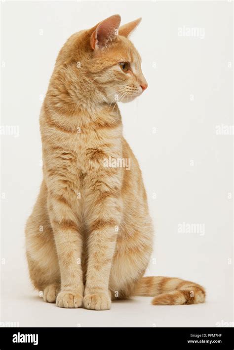 Ginger tabby cat sitting looking to side, front view Stock Photo - Alamy