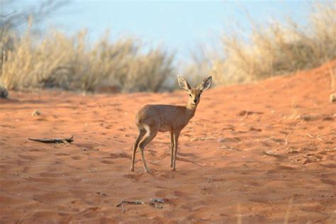 13 Wild Animals in Djibouti [Wildlife in Djibouti] - Kevmrc