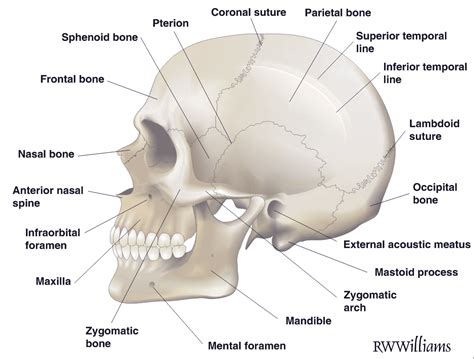 Anatomical features of the skull - R.W.Williams Medical Illustrations - Galleries - CorelDRAW ...