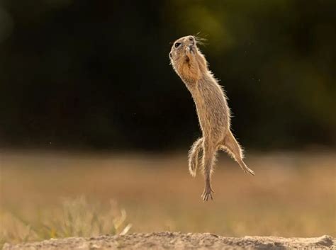 Feast your eyes on the 2023 Comedy Wildlife Photography Awards winners | Euronews