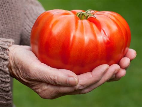 How To Grow Really Big Tomatoes In Your Vegetable Garden | Gardening Know How