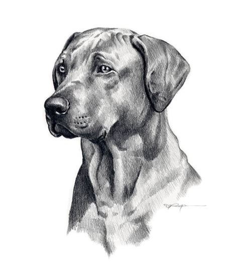 RHODESIAN RIDGEBACK Dog Pencil Drawing Art Print by Artist DJ | Etsy