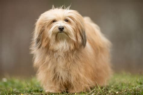 25 Havanese Colors That Will Blow Your Mind