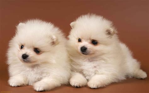 Cute Puppy Backgrounds - Wallpaper Cave