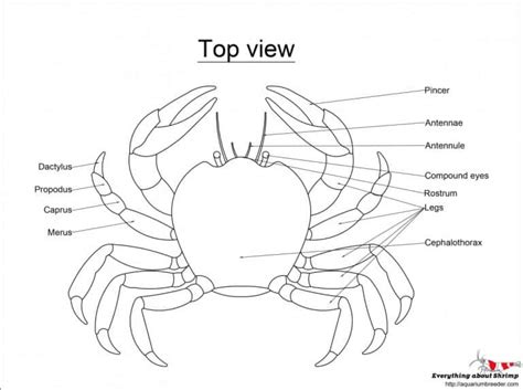 Crab External Anatomy - Shrimp and Snail Breeder