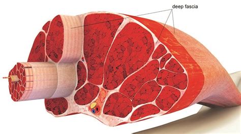 Fascia Stretching: Ultimate Guide - The Barbell