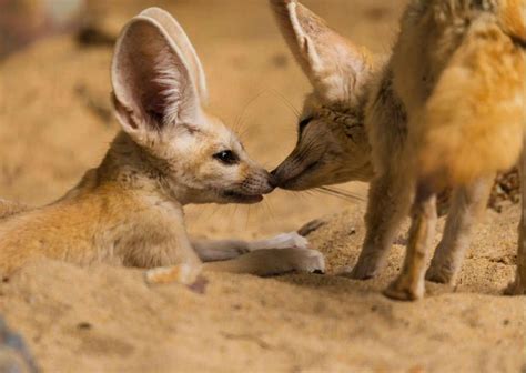 Fennec Fox Behavior - AnimalBehaviorCorner