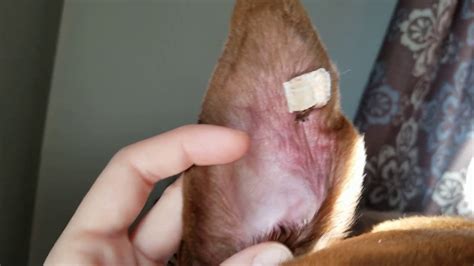 Can I Drain A Dog Ear Hematoma Myself