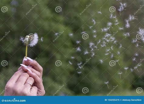 Happy Beautiful Woman Blowing Dandelion Over Sky Background, Having Fun And Playing Outdoor ...