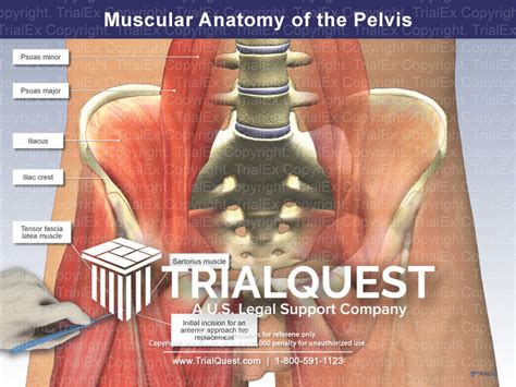 Muscular Anatomy of the Pelvis - TrialQuest Inc.