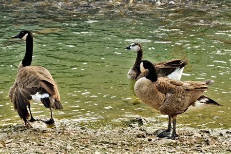 Three Geese At Edge Of Lake Free Stock Photo - Public Domain Pictures