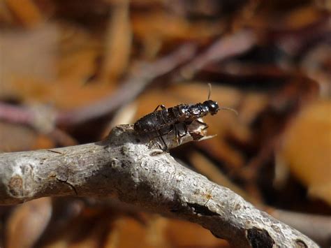 Wingless adult termite (alate) | These termites emerged all … | Flickr